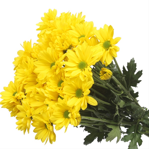 Spray Chrys Daisy Celebrate Spray (Pompoms) Chrysanthemum Flowers
